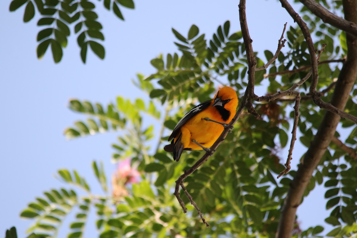 Hooded Oriole - Andy M