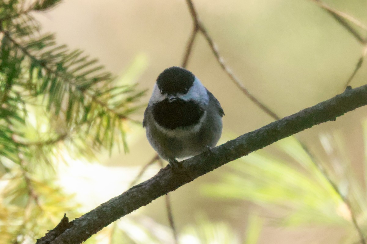 Mexican Chickadee - ML619460664