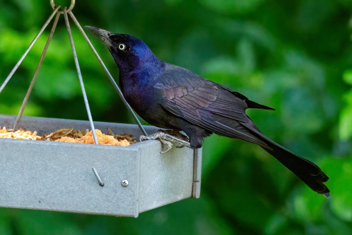 Common Grackle - George Holt