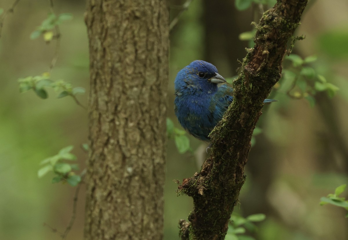 Indigo Bunting - Grace Simms  🐦‍⬛