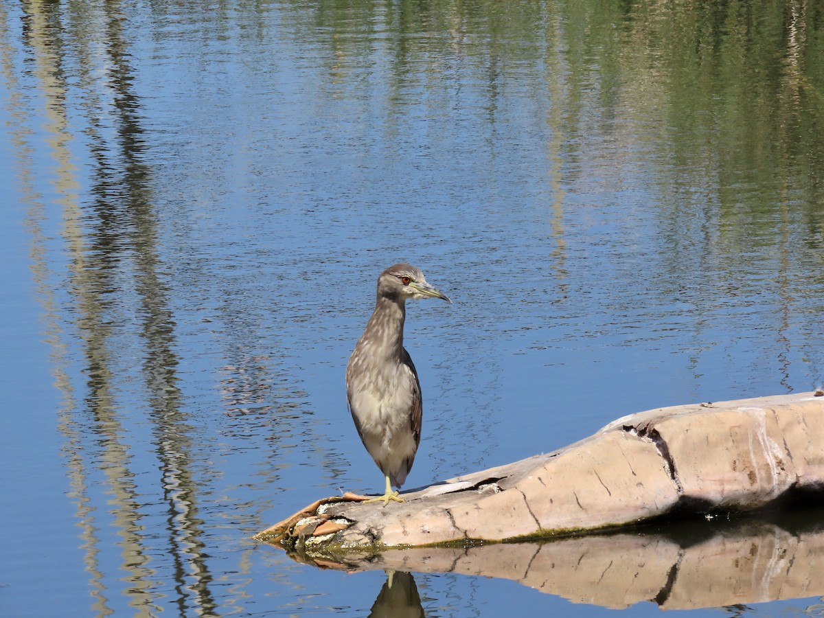 Black-crowned Night Heron - Anonymous