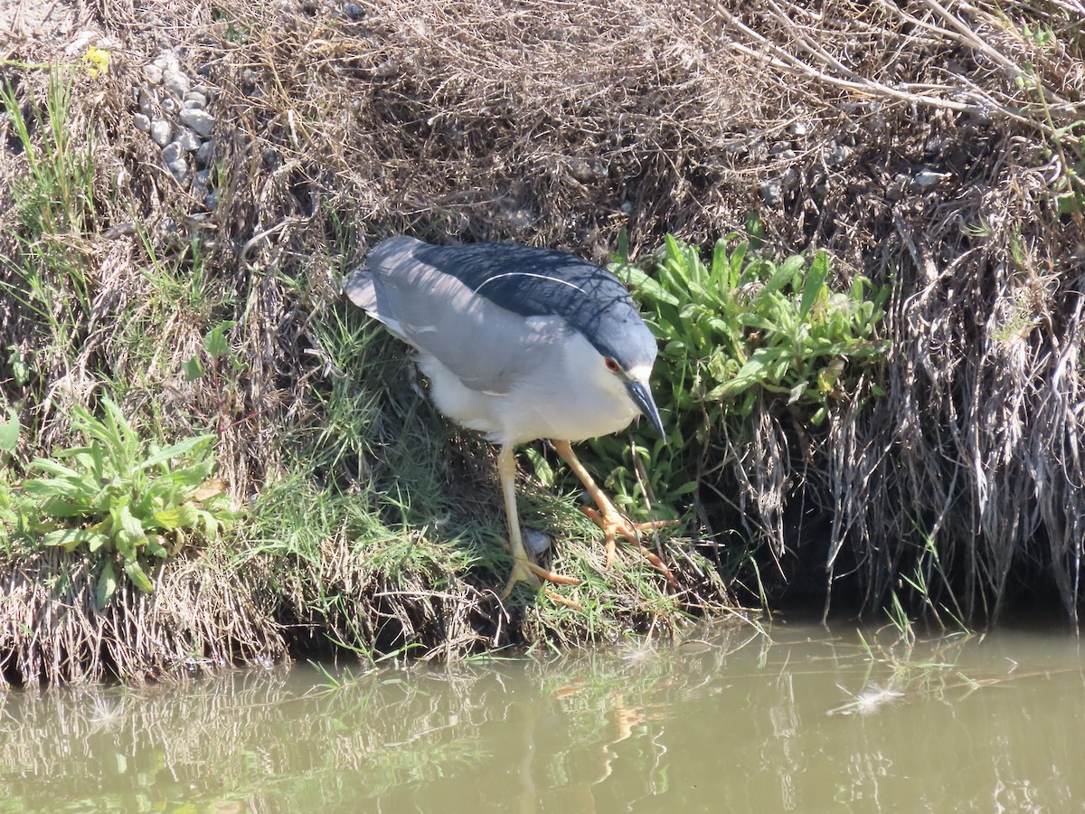 Black-crowned Night Heron - Anonymous