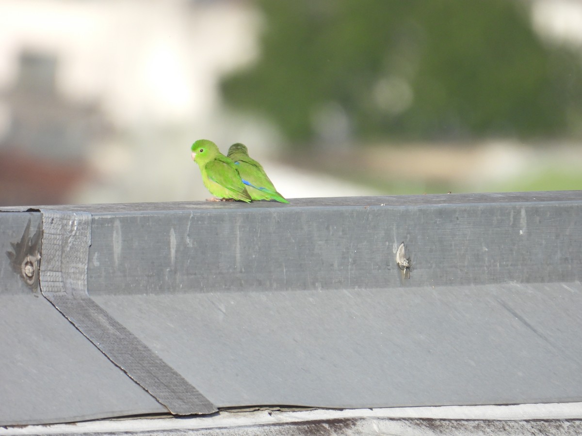 Spectacled Parrotlet - Juan Ramírez