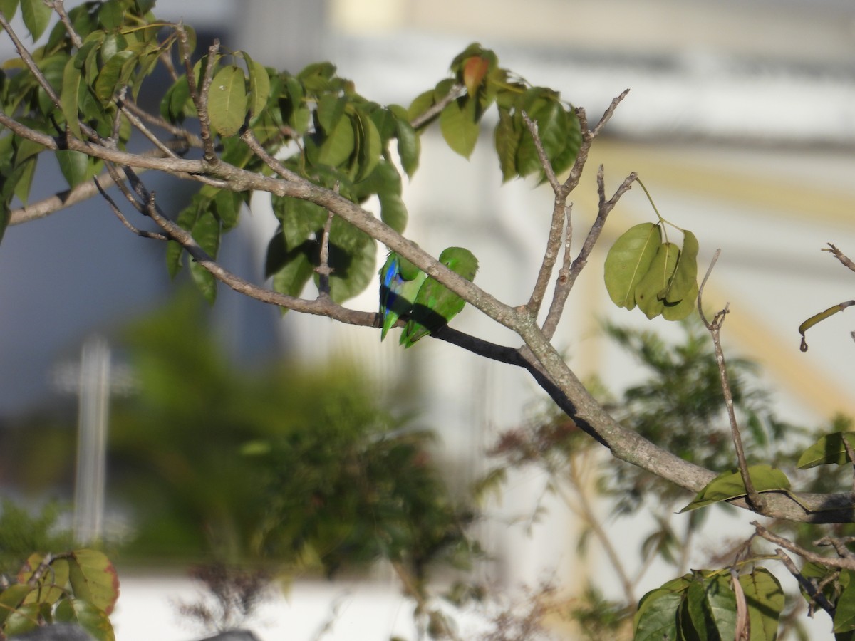 Spectacled Parrotlet - Juan Ramírez