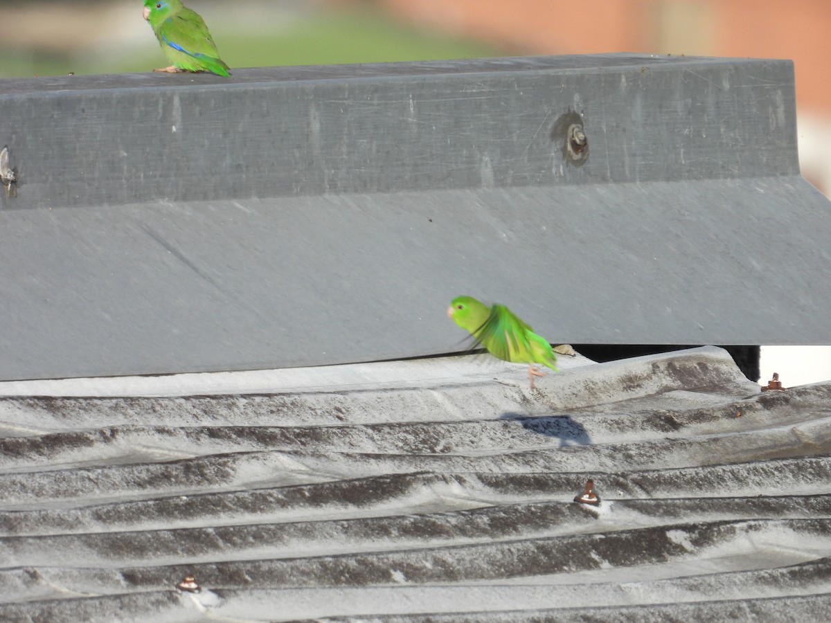 Spectacled Parrotlet - Juan Ramírez