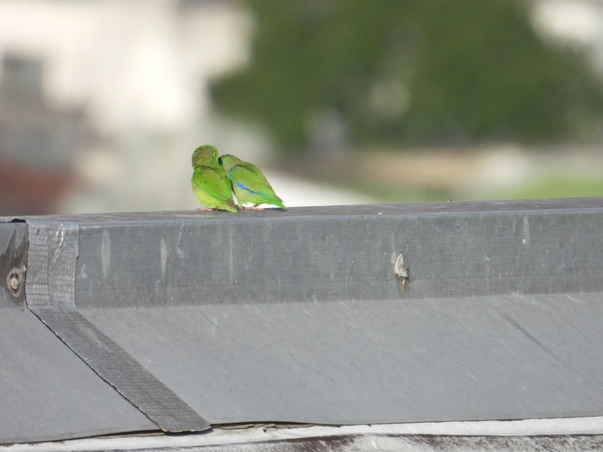 Spectacled Parrotlet - Juan Ramírez