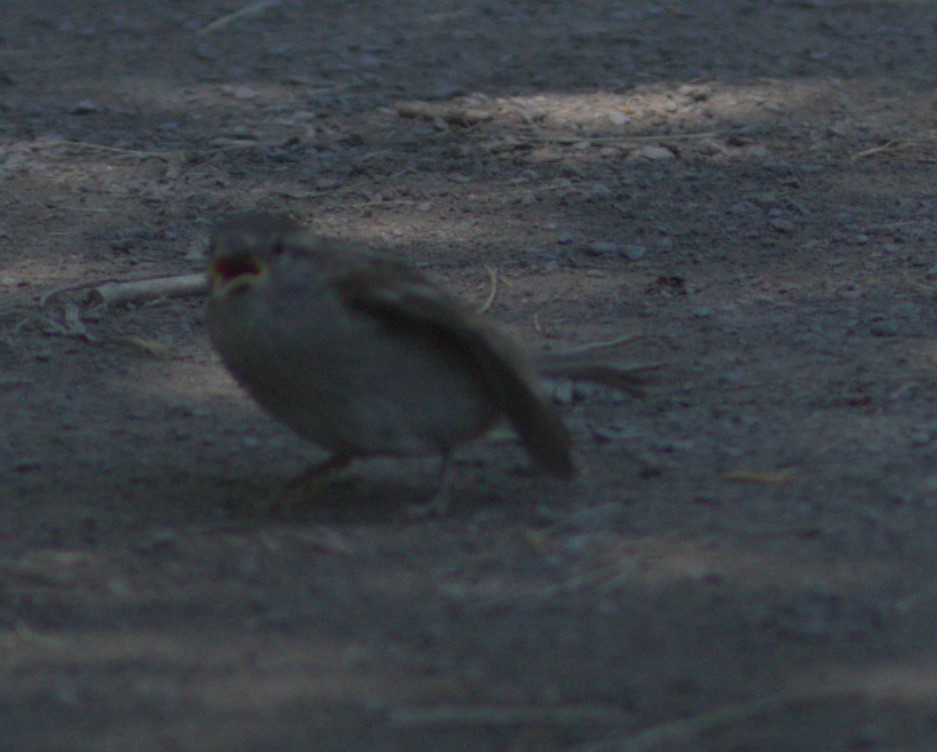 House Sparrow - Alexander "Sasha" Keyel