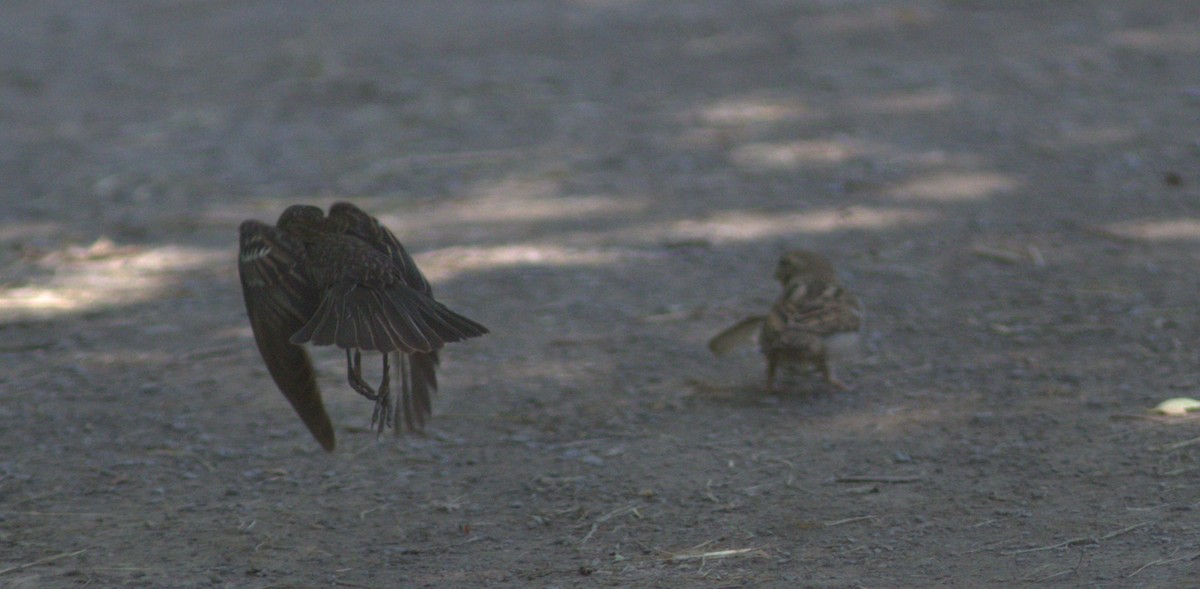 House Sparrow - Alexander "Sasha" Keyel