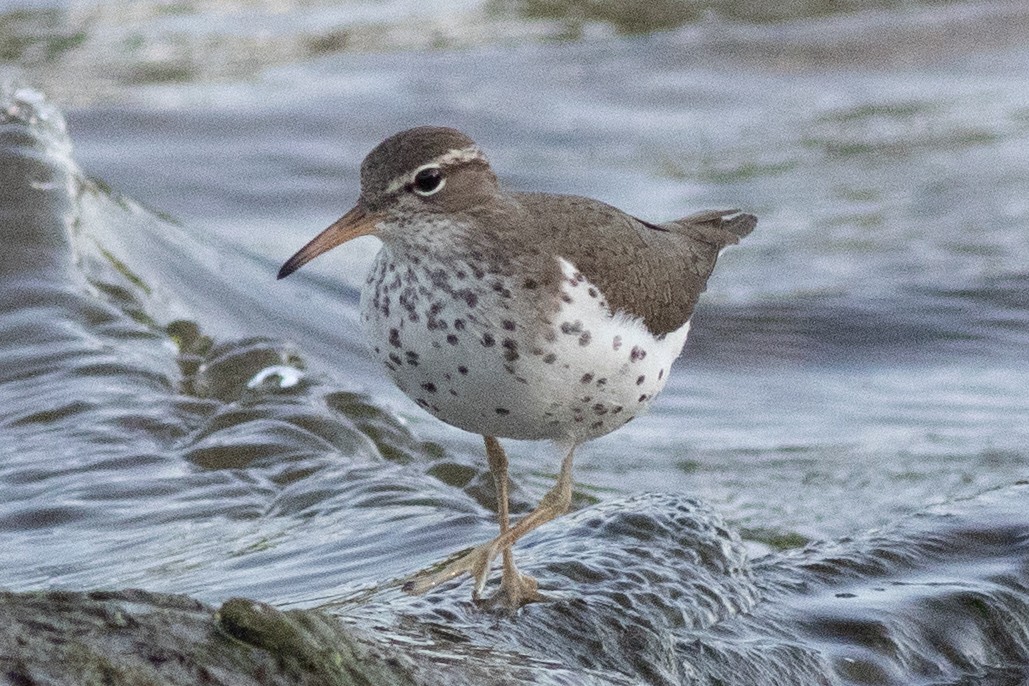 Spotted Sandpiper - ML619460704