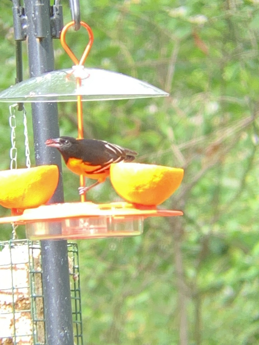 Baltimore Oriole - Raymond Rosselot