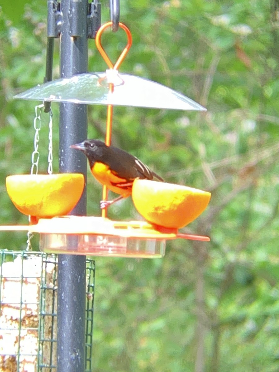 Baltimore Oriole - Raymond Rosselot