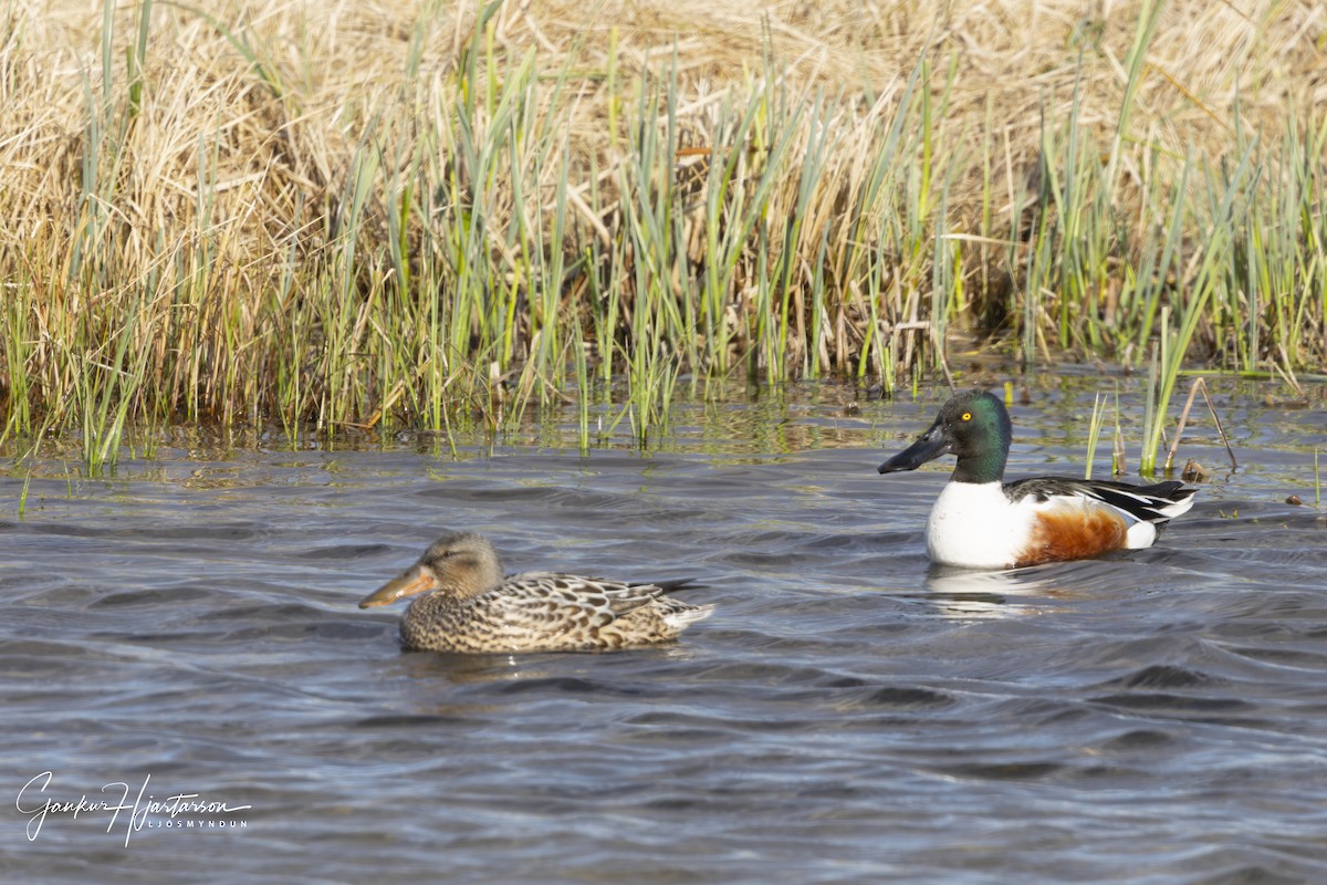 Northern Shoveler - Gaukur Hjartarson