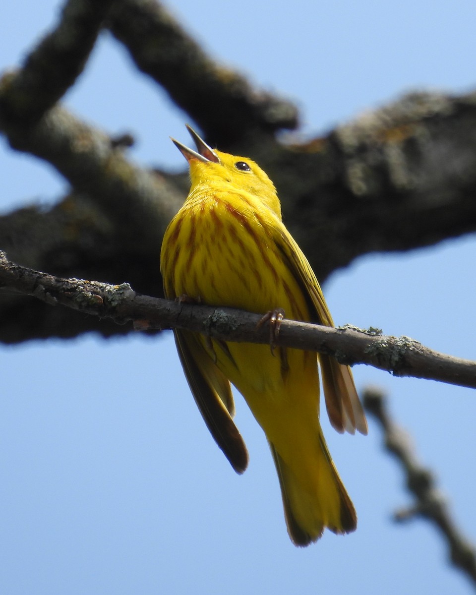 Yellow Warbler - Mireille Plouffe