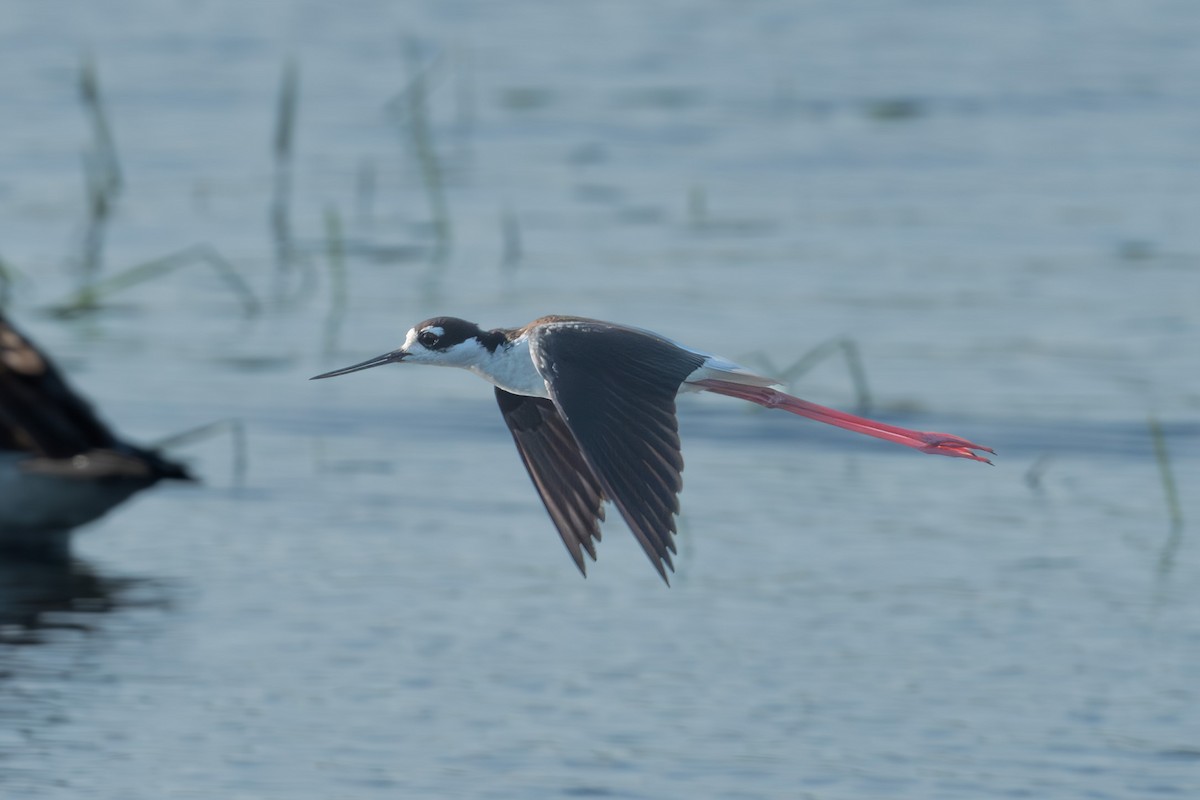 Black-necked Stilt - ML619460720