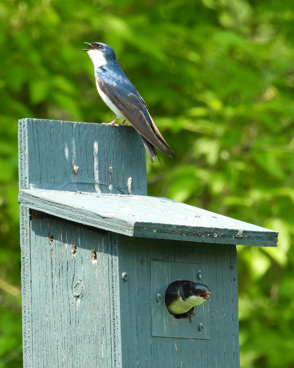 Tree Swallow - Mireille Plouffe