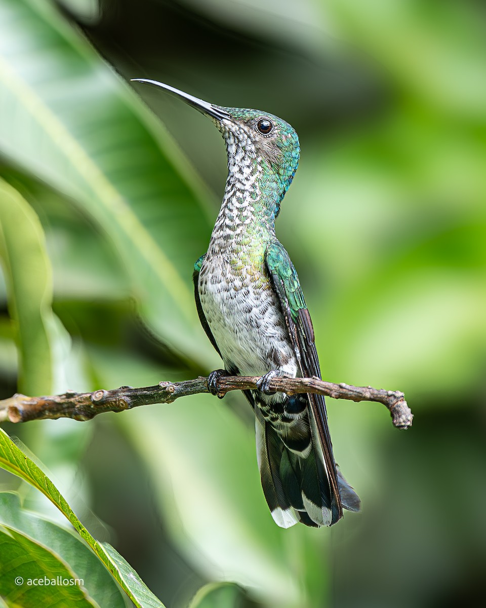 White-necked Jacobin - Alejandro Ceballos