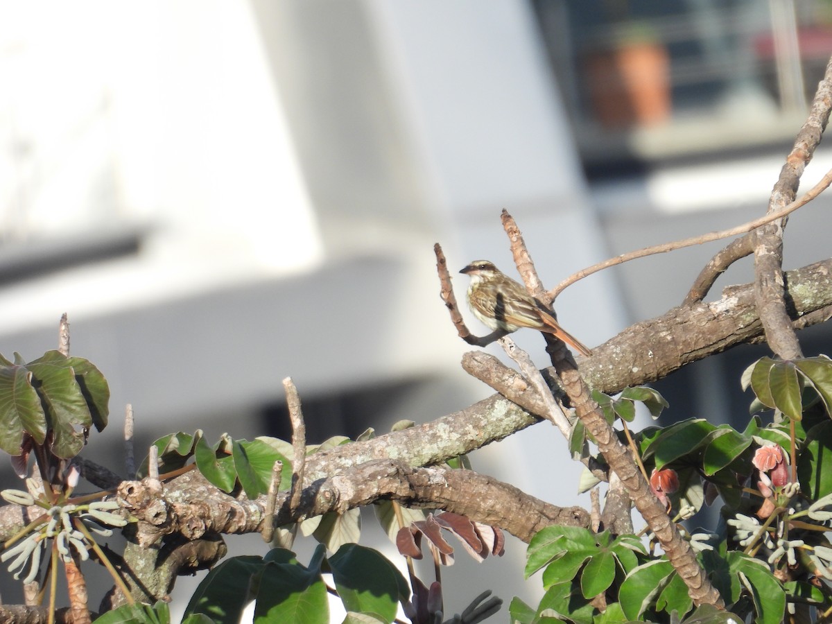 Streaked Flycatcher - Juan Ramírez