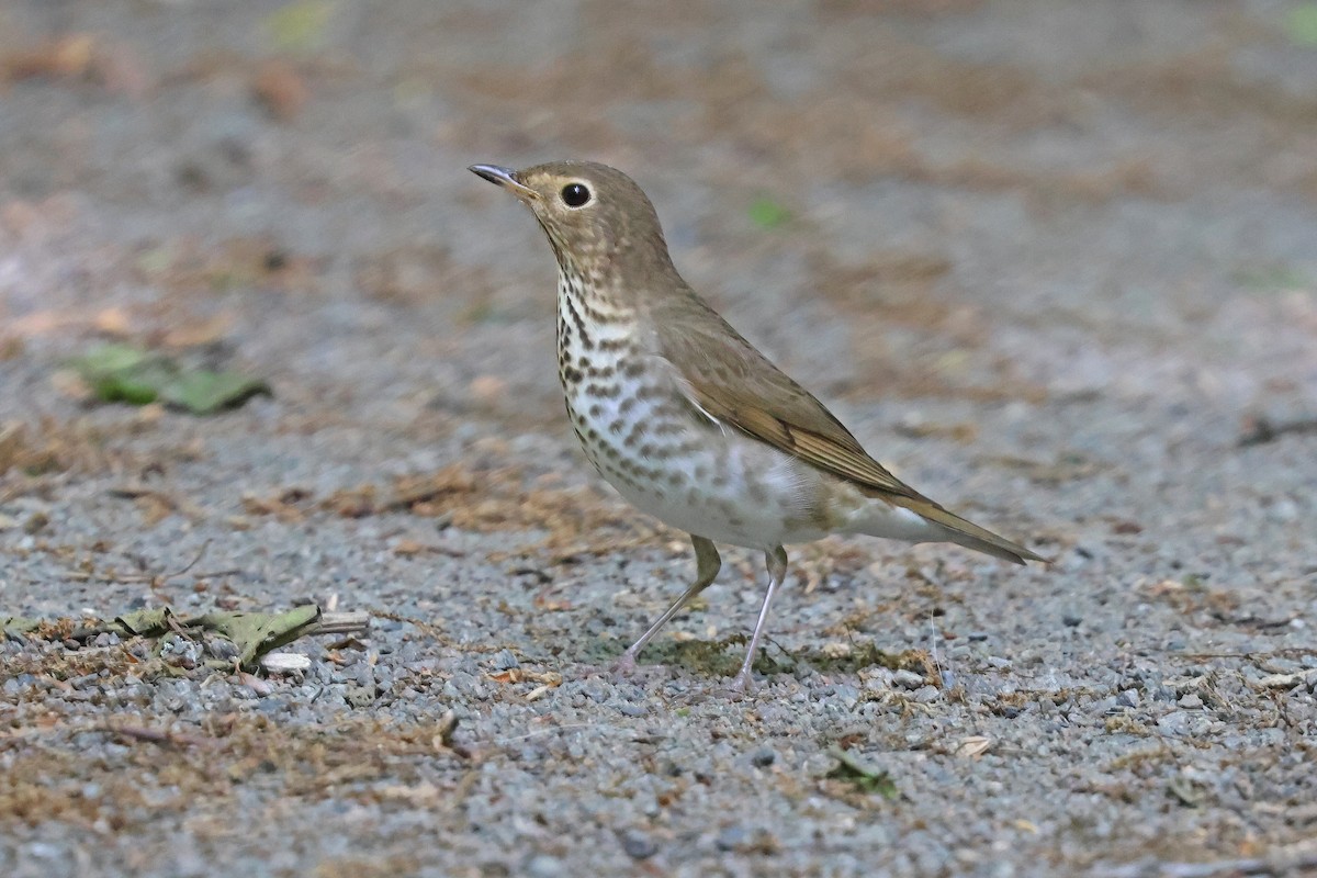 Swainson's Thrush - ML619460750