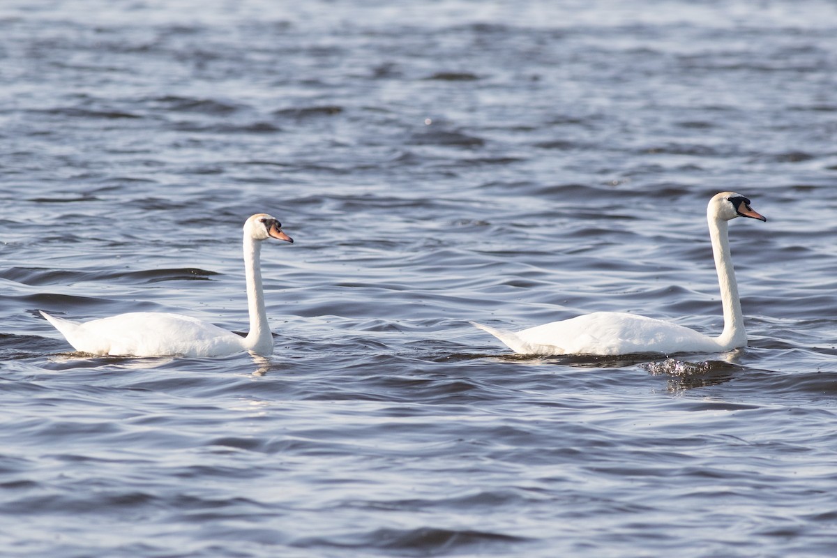 Mute Swan - David Brown