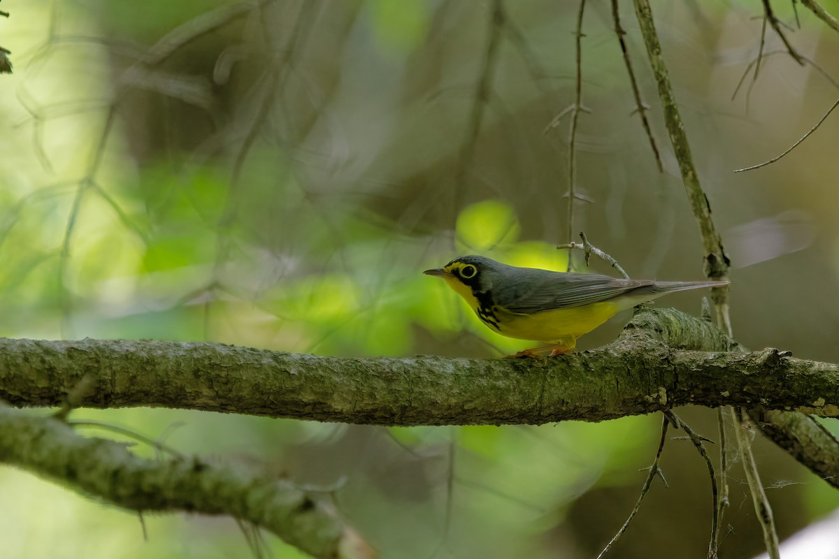 Canada Warbler - Daniel Campeau