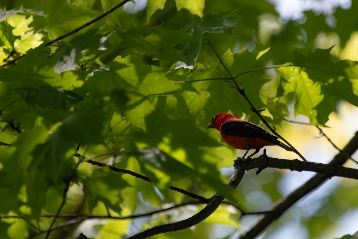 Scarlet Tanager - ML619460758