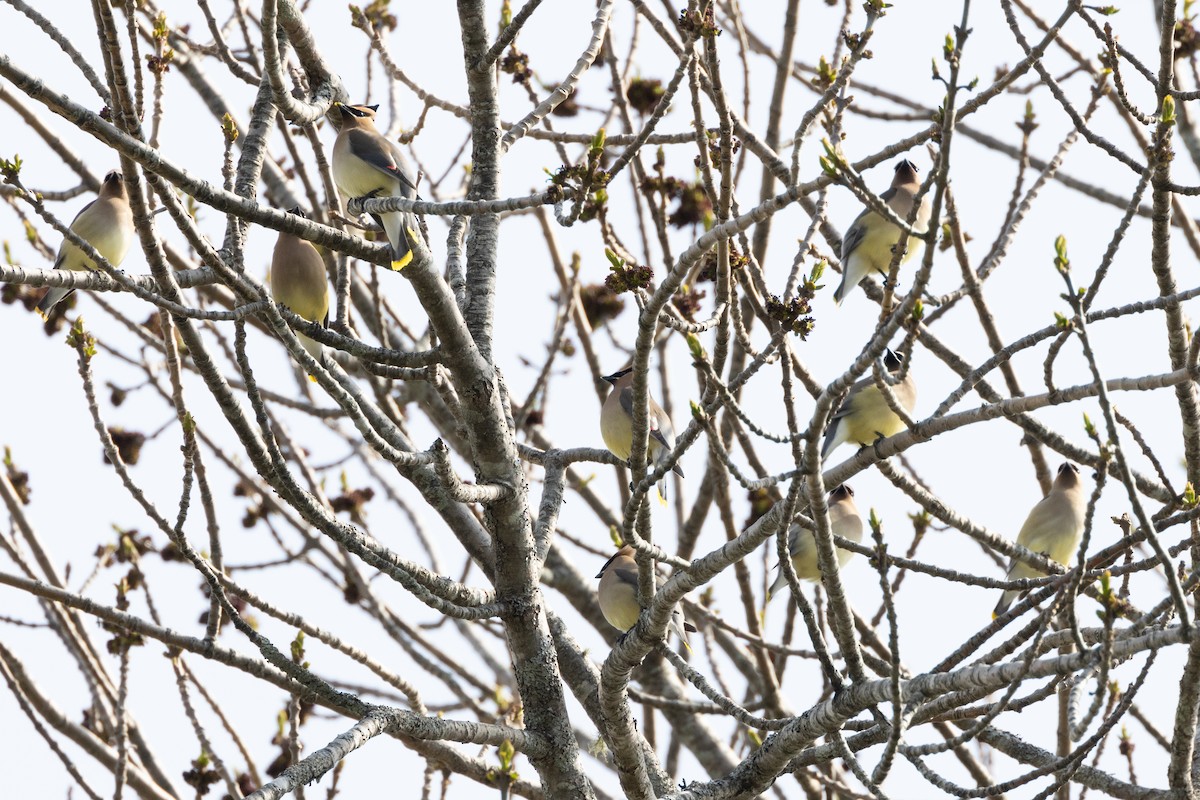 Cedar Waxwing - ML619460759