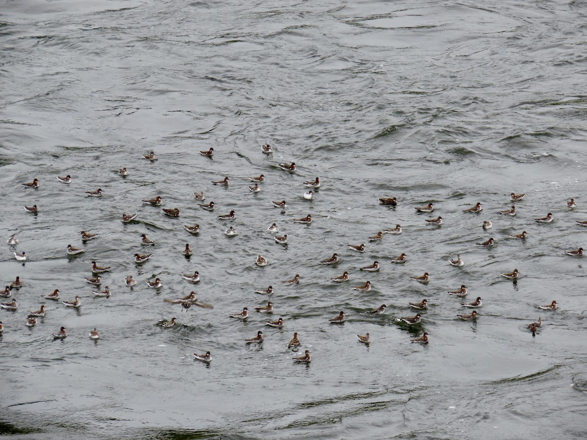 Red-necked Phalarope - Dan Mottern