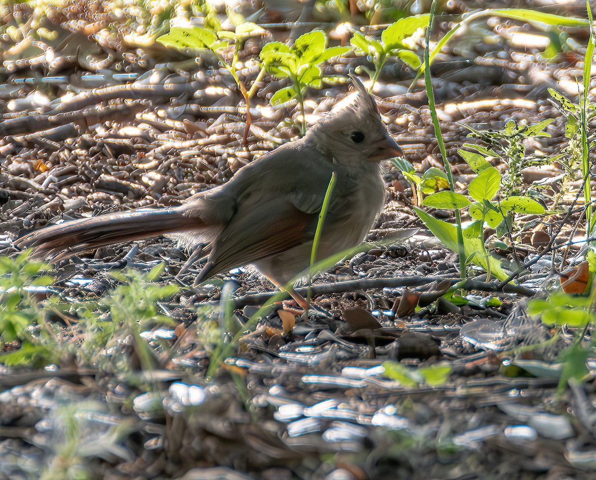 Northern Cardinal - Jaya Ramanathan