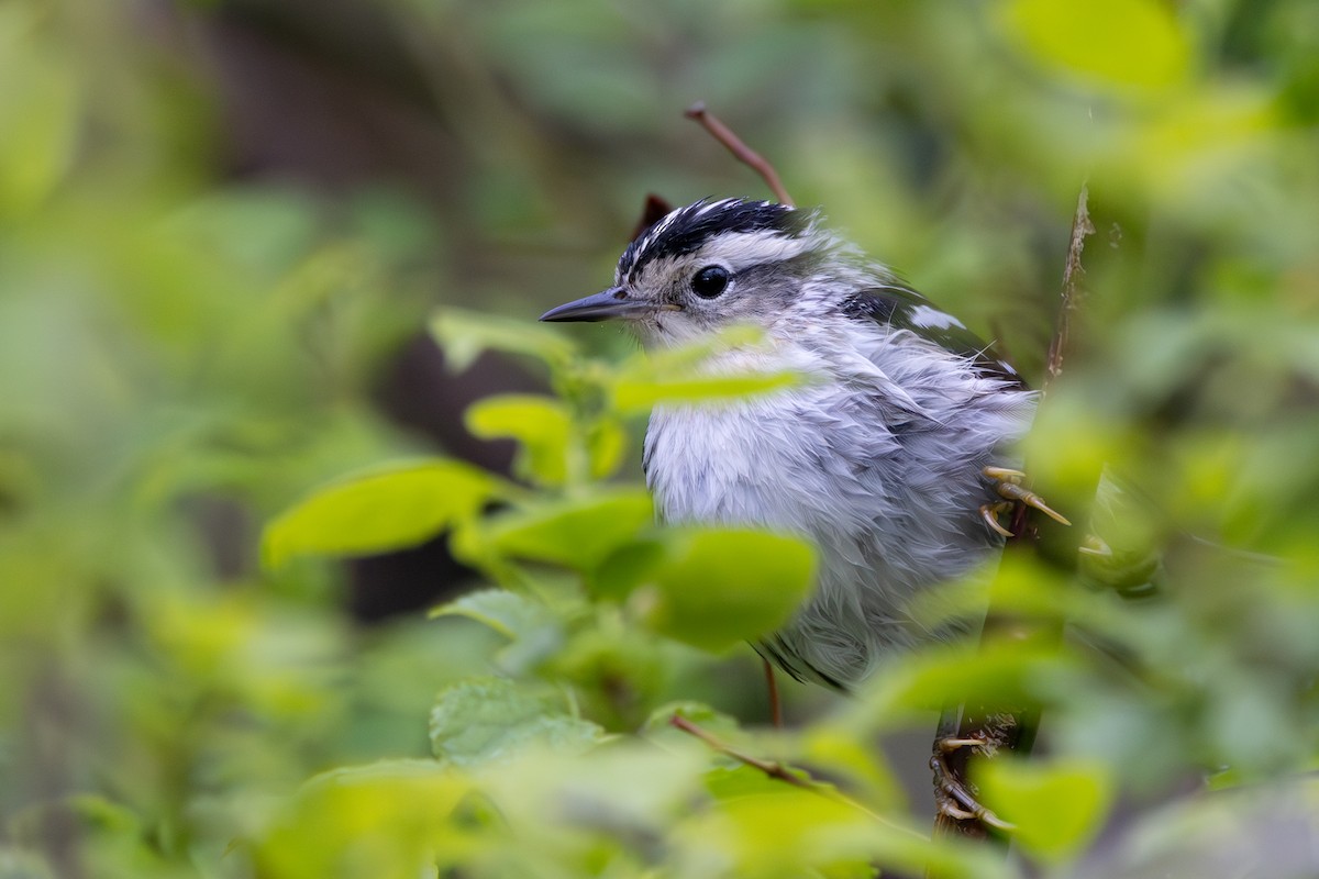 Black-and-white Warbler - Patrick Robinson