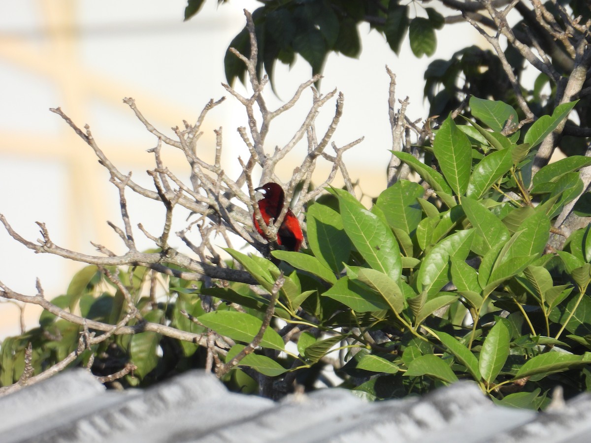 Crimson-backed Tanager - Juan Ramírez