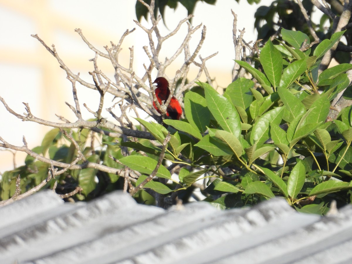 Crimson-backed Tanager - Juan Ramírez