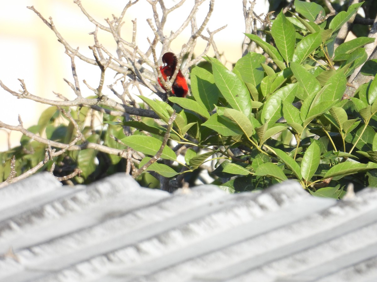 Crimson-backed Tanager - Juan Ramírez