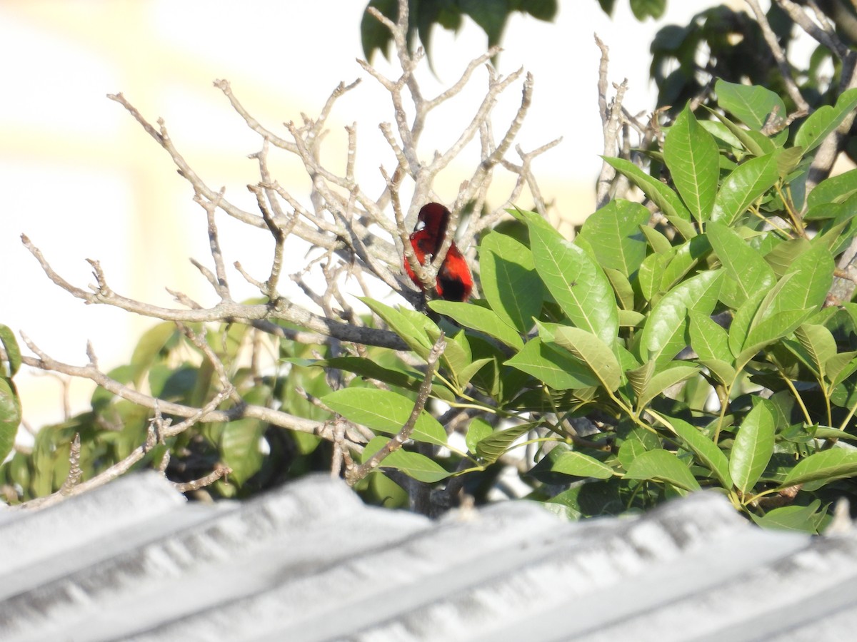 Crimson-backed Tanager - Juan Ramírez