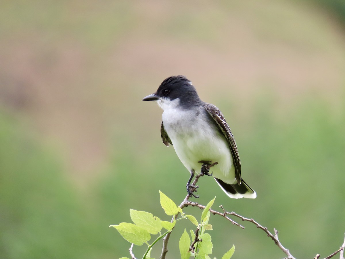 Eastern Kingbird - ML619460786