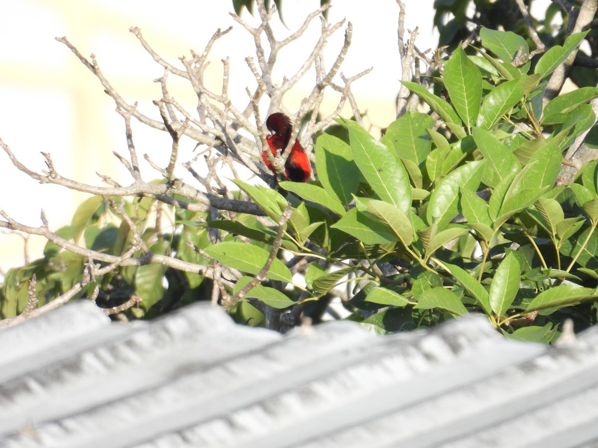 Crimson-backed Tanager - Juan Ramírez