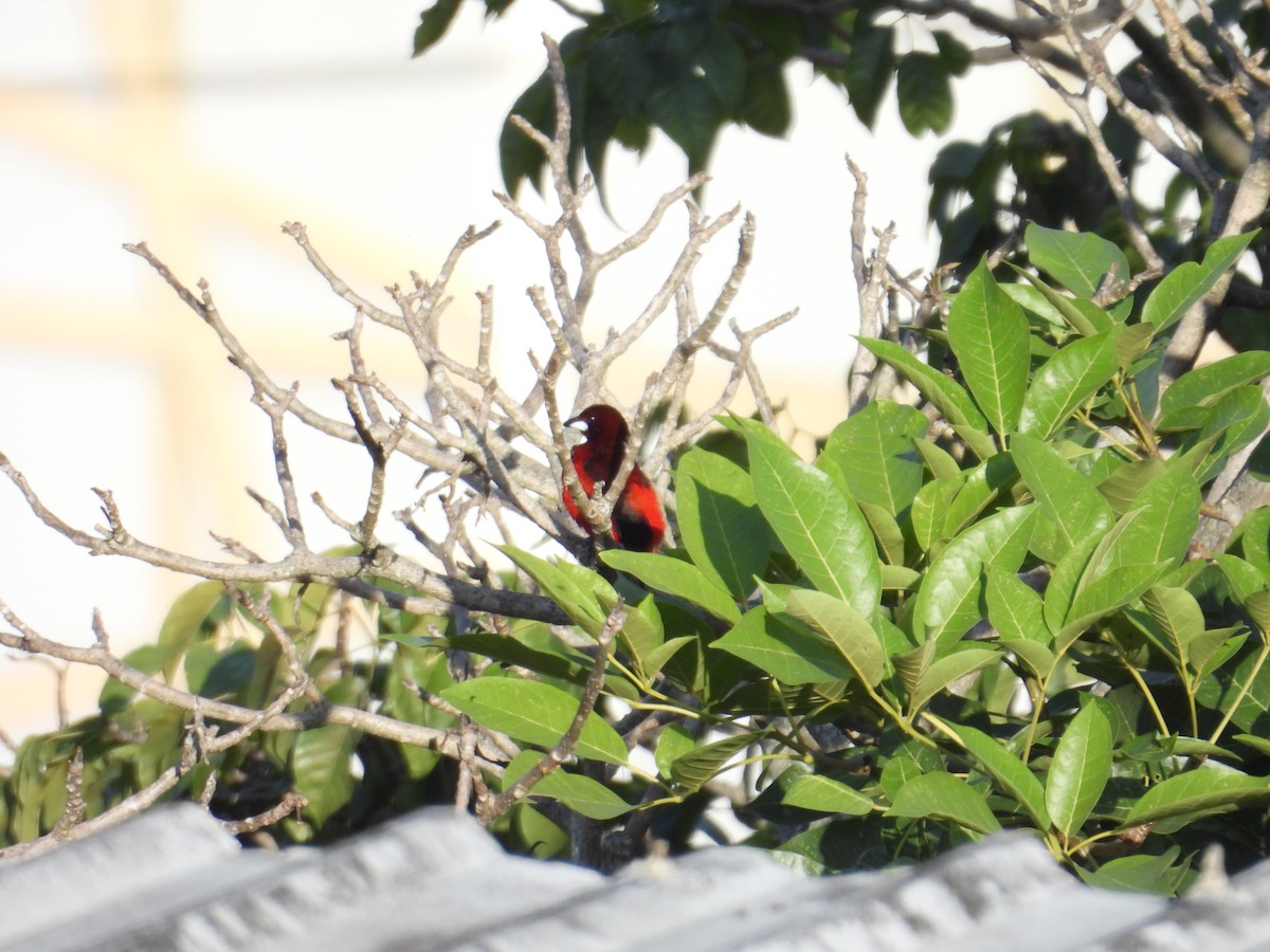 Crimson-backed Tanager - Juan Ramírez