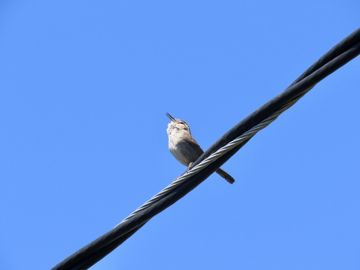 Bewick's Wren - Anonymous