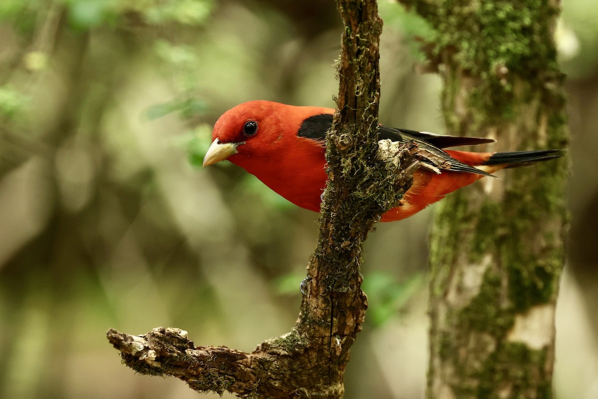 Scarlet Tanager - Grace Simms  🐦‍⬛