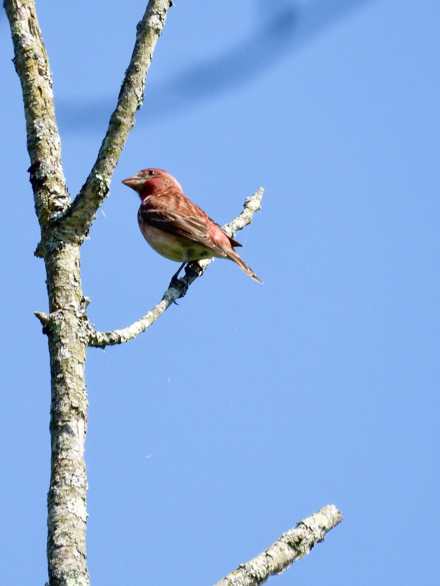 Purple Finch - Tracy Mosebey