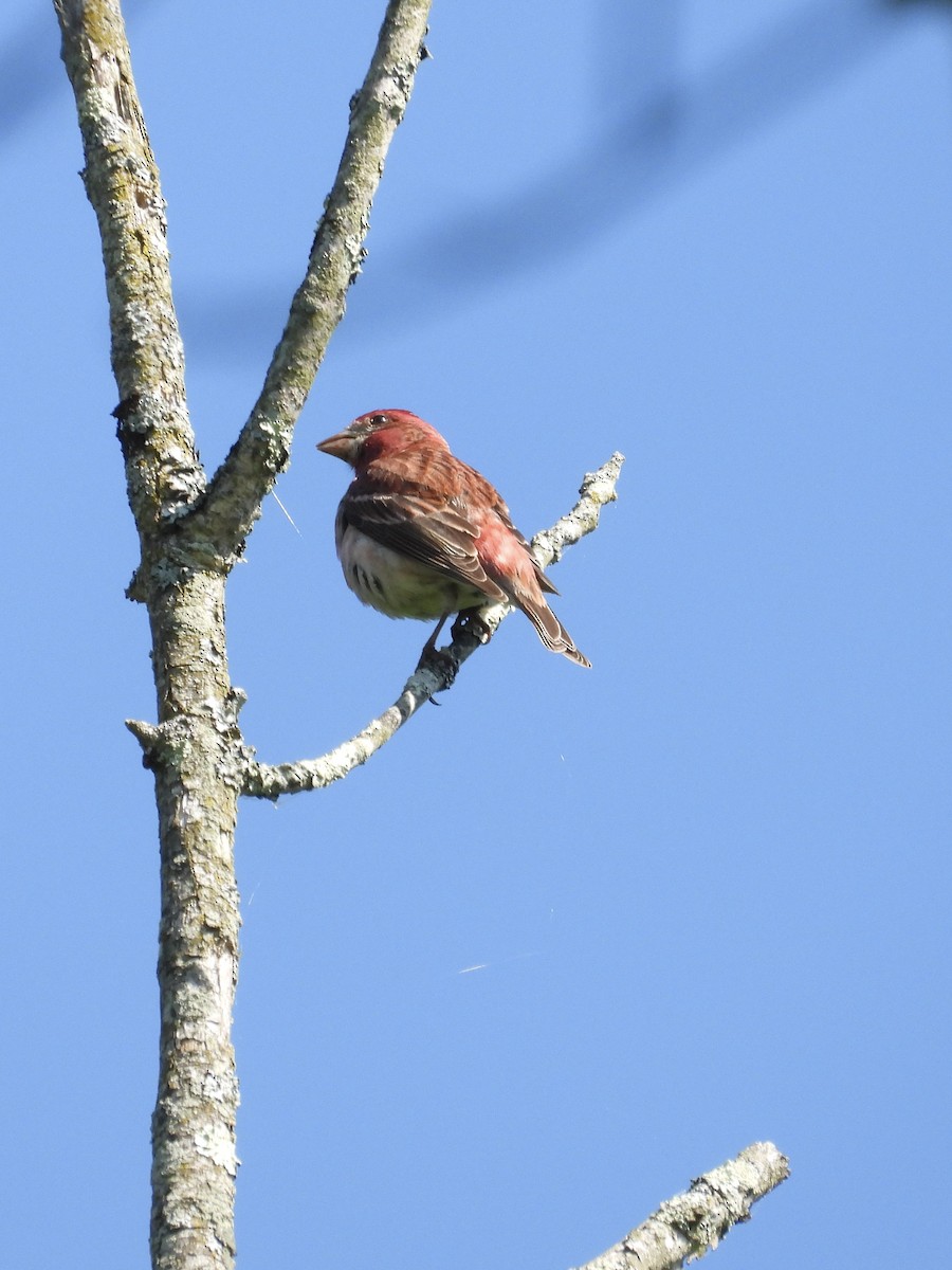 Purple Finch - Tracy Mosebey