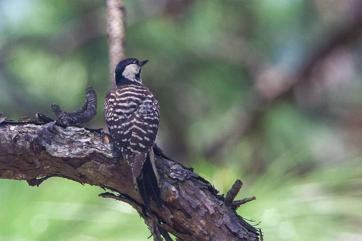 Red-cockaded Woodpecker - Cody Little