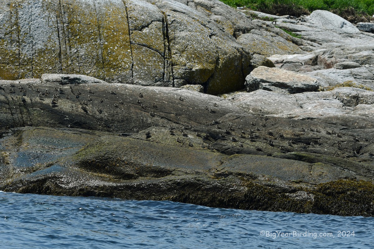 Purple Sandpiper - ML619460812