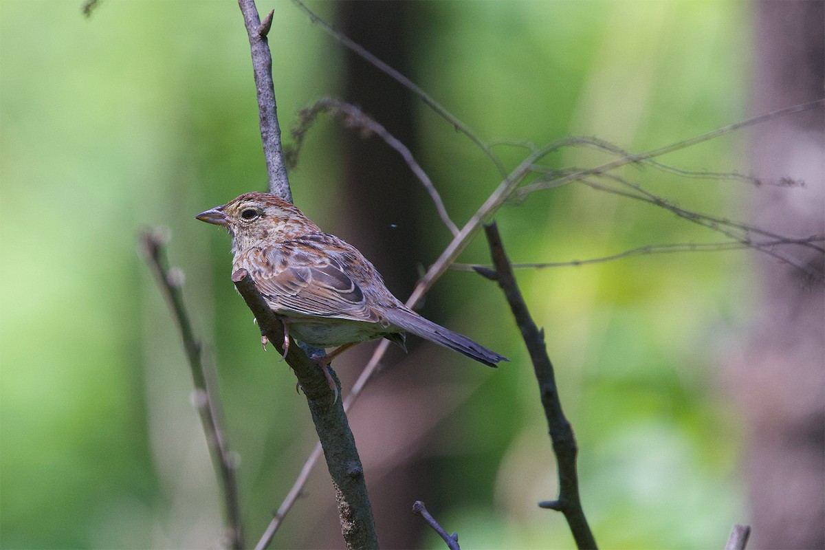 Bachman's Sparrow - Cody Little