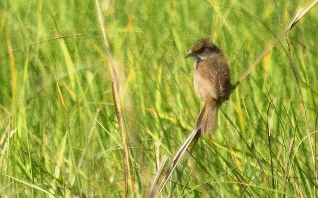 Seaside Sparrow - Adeline Louie