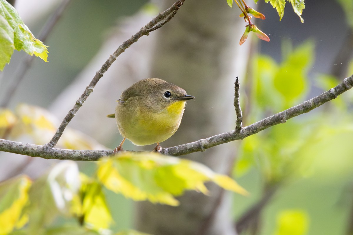 Common Yellowthroat - Patrick Robinson