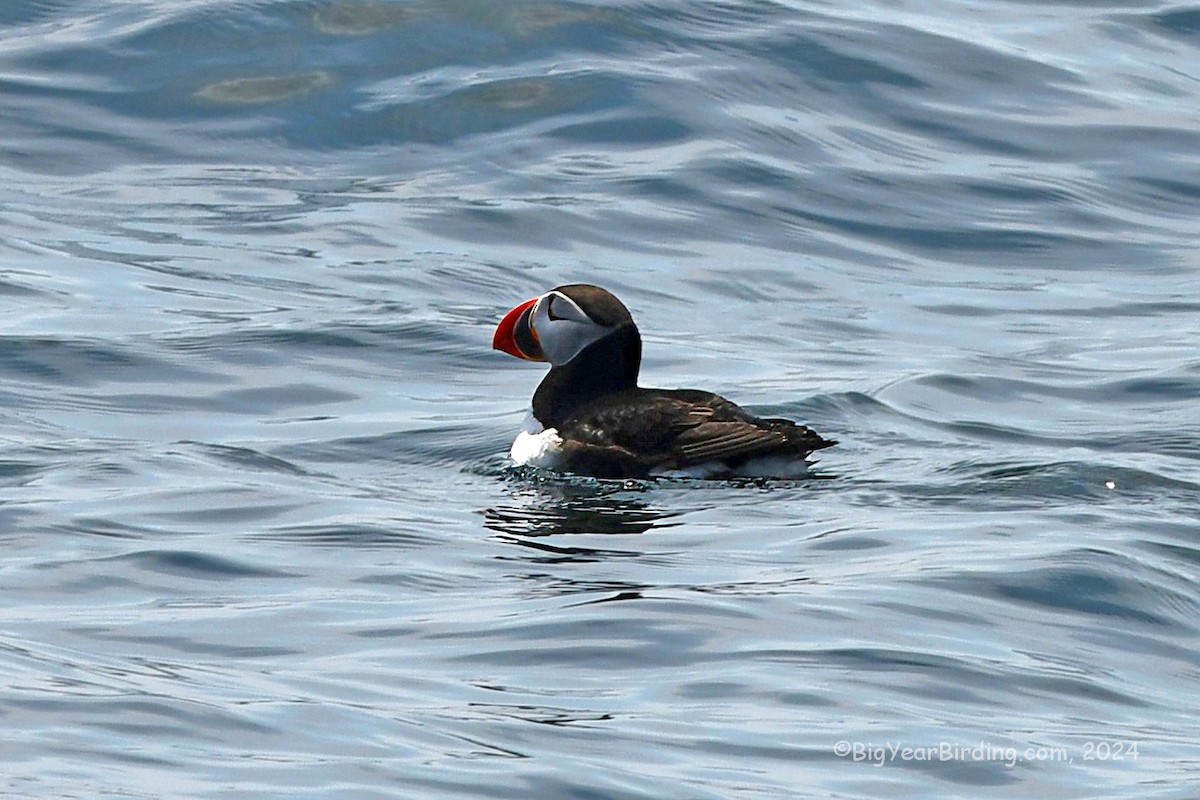 Atlantic Puffin - Ethan Whitaker