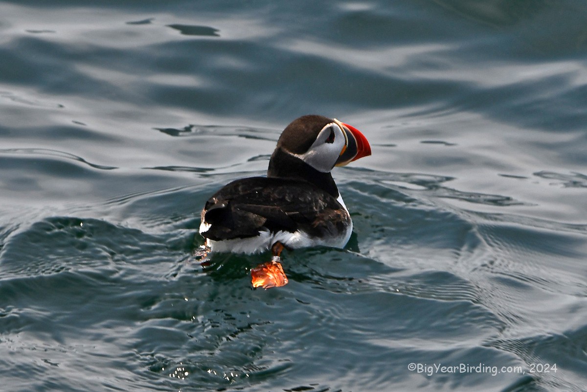 Atlantic Puffin - Ethan Whitaker