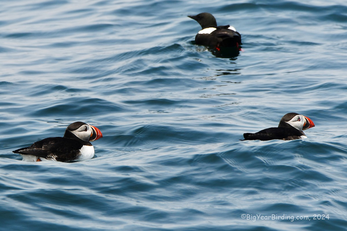 Atlantic Puffin - Ethan Whitaker