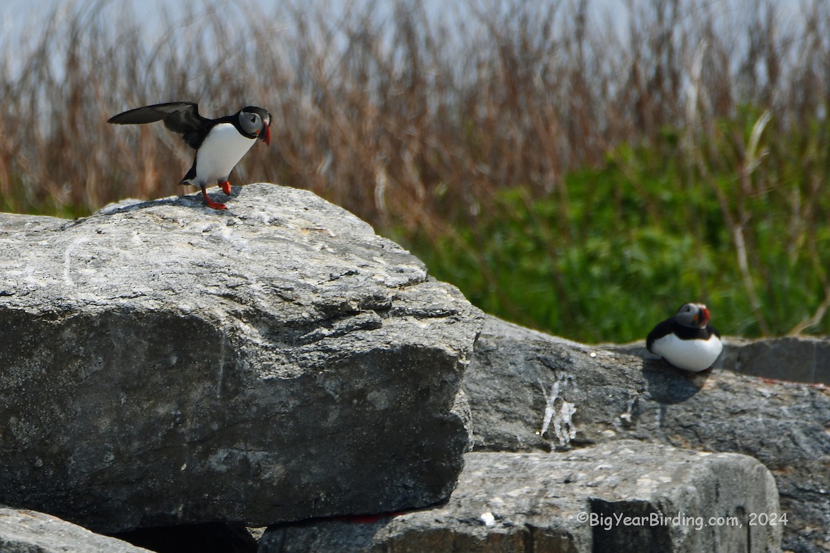 Atlantic Puffin - Ethan Whitaker