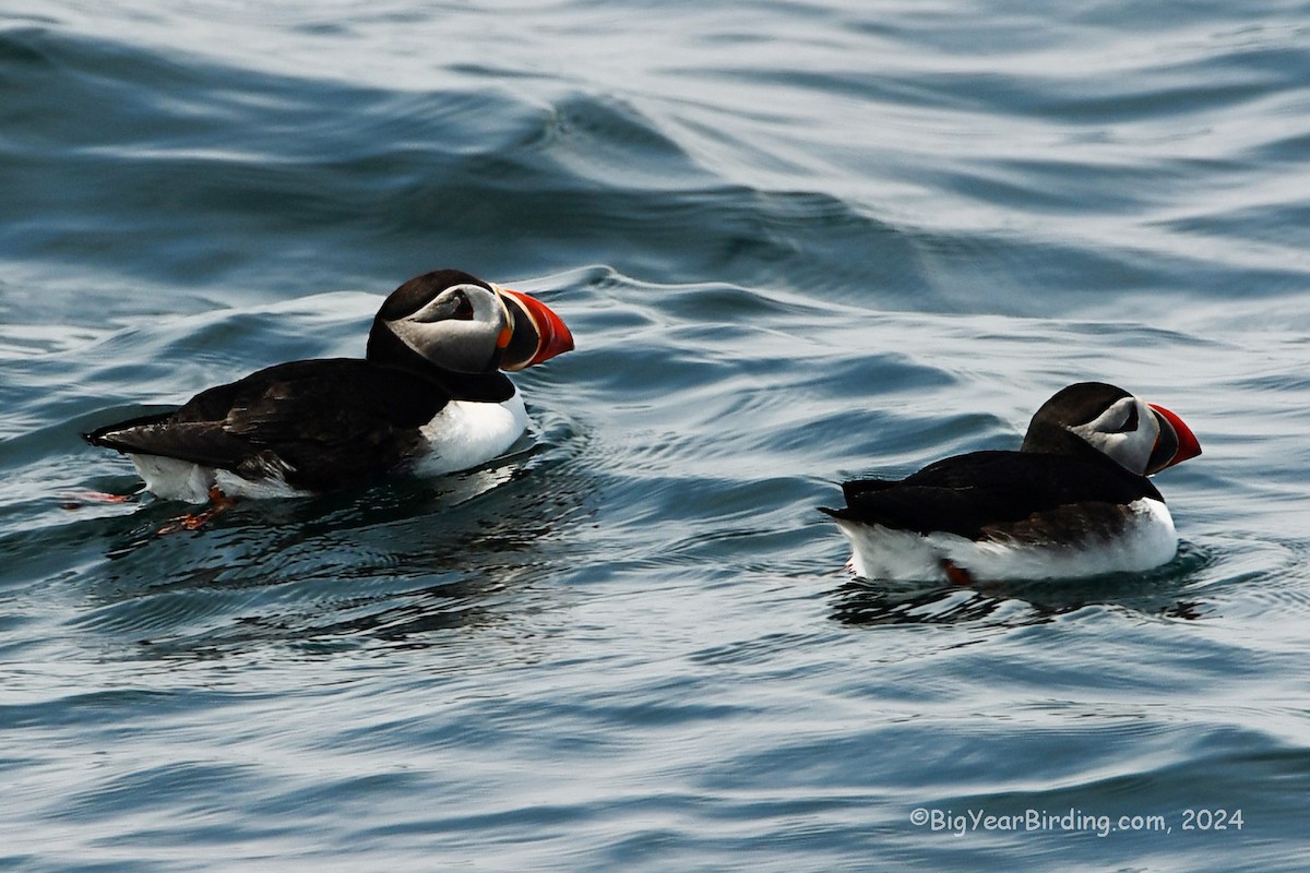 Atlantic Puffin - Ethan Whitaker